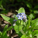 فراموشم مکن